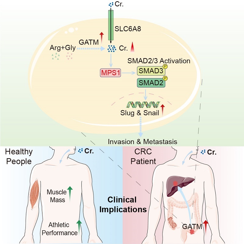 Creatine promotes cancer metastasis through activation of Smad2/3