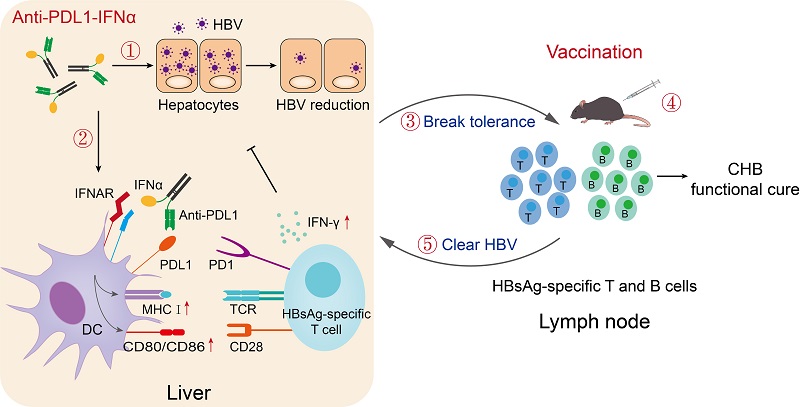 Engineered Anti Pdl1 With Ifnα Targets Both Immunoinhibitory And